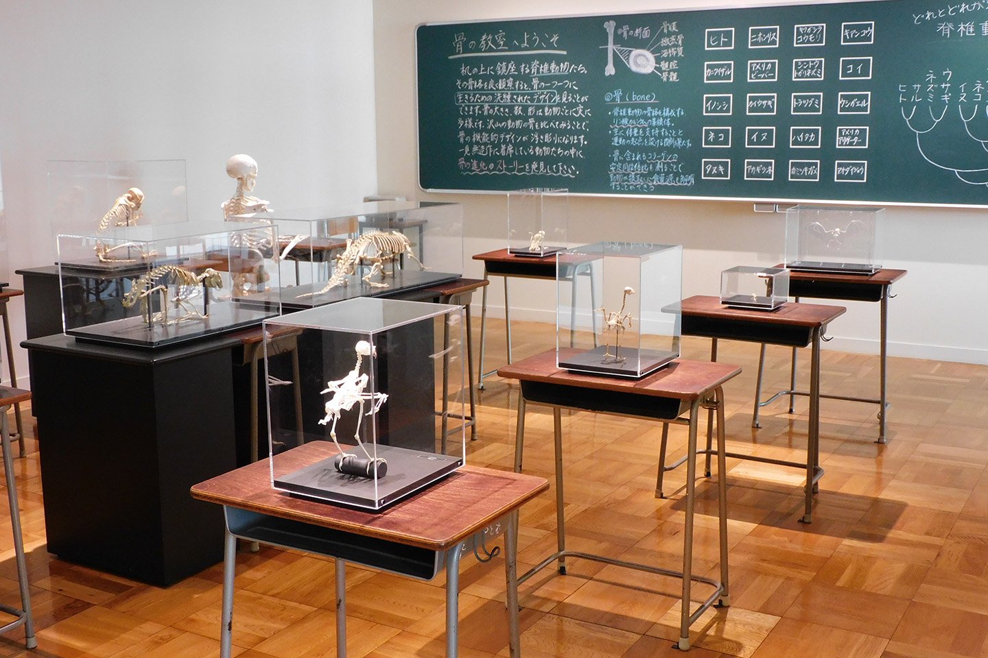 🏛️ 후지노쿠니 지구환경사 뮤지엄(ふじのくにちきゅうかんきょうしミュージアム)